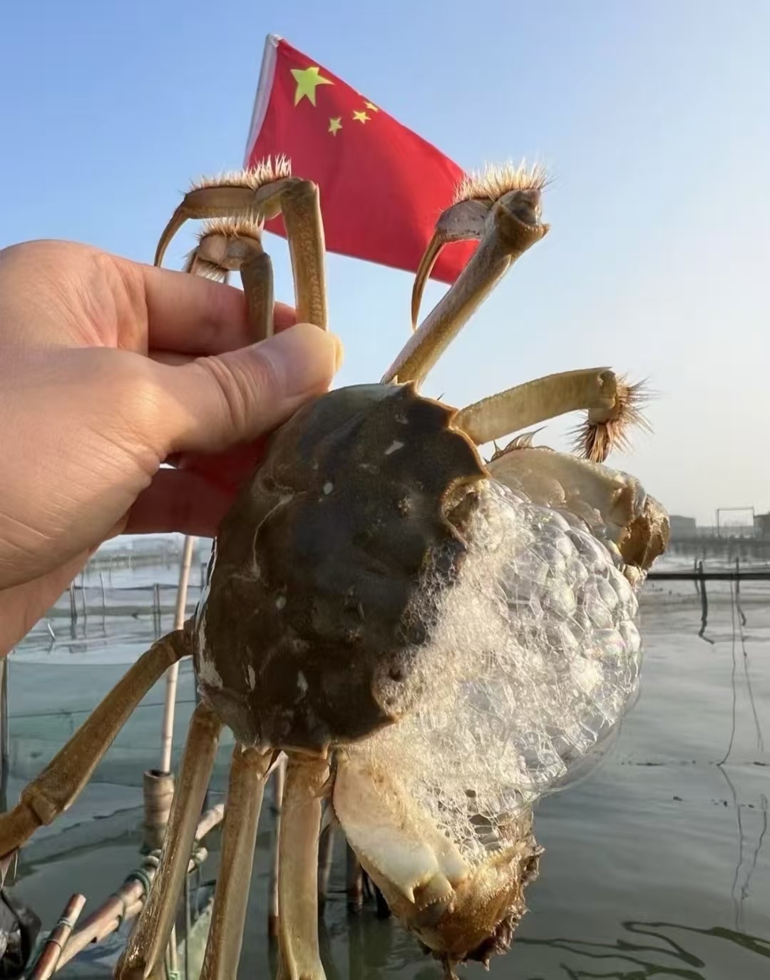 怎么辨别真假阳澄湖大闸蟹？