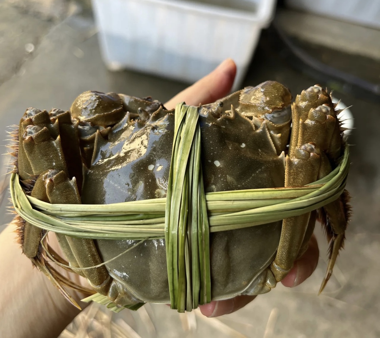 买蟹时「爆黄」「满膏」承诺可信吗？