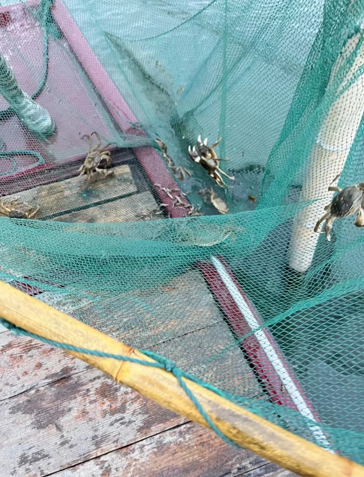 怎么避免买到药水蟹、激素蟹?